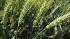 На Ставрополье обсудили меры защиты озимой пшеницы от сорной растительности