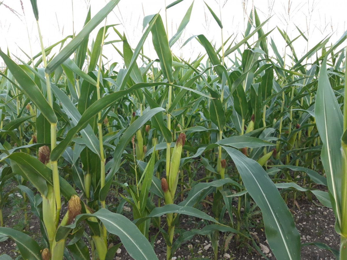 Cтавропольские аграрии засеяли и собрали два урожая кукурузы за один год