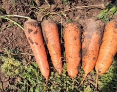 «Морковный» агробизнес развивают на Ставрополье