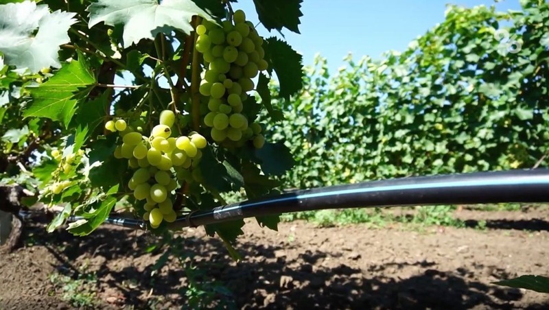 Садоводам Ставрополья рассказали о правильной подготовке плодовых деревьев и виноградников
