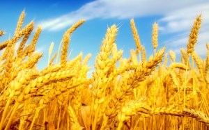 Экспортная пошлина на пшеницу будет не ниже 35 евро