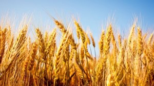 Импорт зерновых культур в Китае сократится до 20,4 млн. тонн в 2015-16 МГ