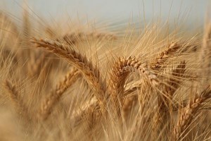 Как падение цен на зерно отразится на хлебе