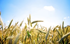 На 1 мая в Казахстане больше зерна, чем в прошлом году, на 1,5 млн. тонн