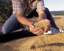 Ход уборки на 9 июля: намолочено 11,7 млн.т зерна