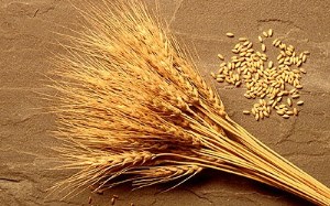 Ход уборки: на 12 ноября намолочено 107,5 млн.т зерна, МСХ РФ