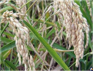Компании Дагестана в 2018 году начнут поставки риса и баранины в Татарстан