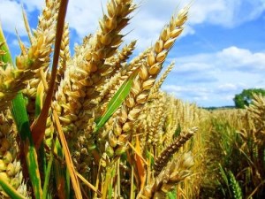 Экспорт российского зерна урожая-2018 надо планировать уже сейчас – МСХ