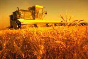 Ход уборки: на 1 ноября намолочено 120 млн т зерна, МСХ РФ