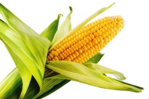 Мировое потребление кукурузы превысит 950 млн. тонн в 2013-14 МГ