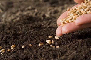 К началу апреля в России зерна на 17% больше, чем в прошлом году - Росстат