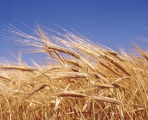 Международный совет по зерну повысил прогноз производства зерновых в 2014/15 МГ