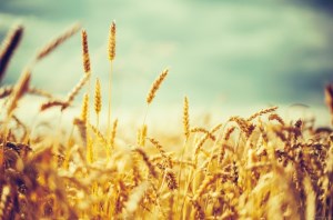 Казахстан: В Костанайской области зерновые в январе подорожали на 0,1%