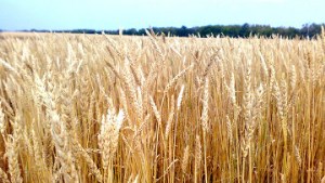 Импорт пшеницы в Азербайджан за 10 месяцев увеличился на 27%