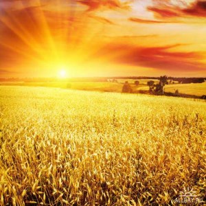 Мировые конечные запасы пшеницы обновят рекорд - МСХ США
