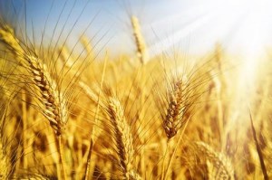 Минсельхоз подтвердил прогноз сбора зерна в РФ в 2015 г. на уровне 100 млн т