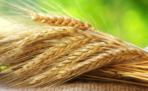 Импорт пшеницы в РФ составил 2,9 тыс. тонн в августе