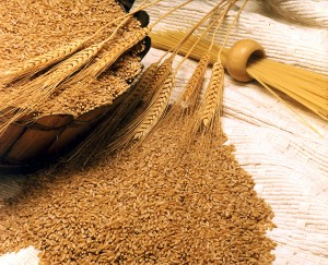 Аграрии смогут выкупать свое зерно у государства с 1 января 2014 года