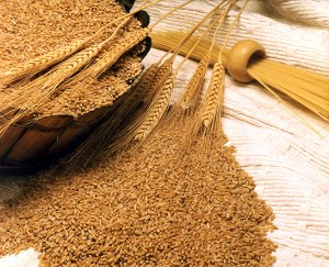 Крестьяне спешат выкупить зерно у государства