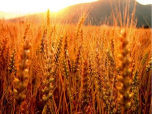Минсельхоз: ситуация с зерновыми интервенциями может измениться в любой момент