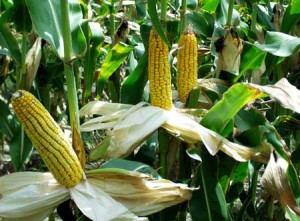 Аграрии Ставрополья собрали рекордный для края урожай кукурузы