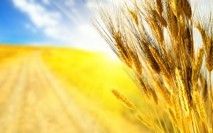 Минсельхоз Казахстана величил прогноз сбора зерновых в 2016 году до 23 млн тонн