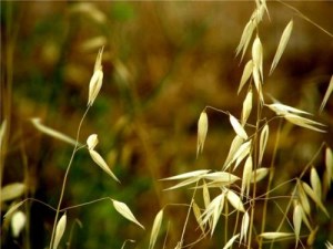 Минсельхоз США: урожай зерна в России превысит 100 млн тонн