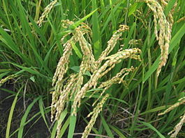 На Кубани собрано более миллиона тонн риса