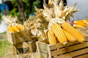 Экспорт кукурузы идет на рекорд