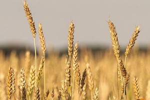 Минсельхоз планирует в 2014 году увеличить урожай зерна до 95 млн тонн