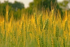 ФАО и FAS USDA прогнозируют снижение урожая пшеницы в России