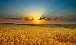 Казахстан ждет урожай зерновых на уровне 19 миллионов тонн - МСХ