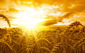 К концу недели пшеница в США снизилась, а во Франции, наоборот, повернула вверх