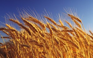 На прошлой неделе пшеница на срочном рынке повысилась на обоих континентах