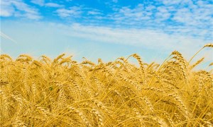 На Белгородчине заработает новый зерносушильный комплекс