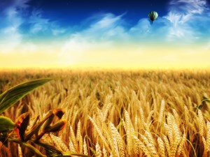 Башкортостан республика: Весеннего повышения цен на зерно в этом году может не быть