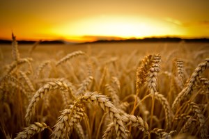 Минсельхоз США дал прогнозы по урожаю зерна в Украине и его экспорту