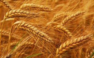 Минсельхоз вновь повысил прогноз по урожаю зерна