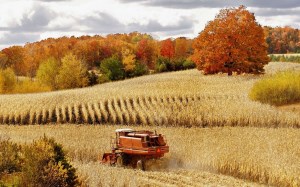 Экспортная пошлина на зерно введена в РФ на сельхозгод