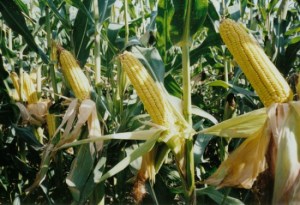 Индия получила из Украины первую партию не ГМО-кукурузы