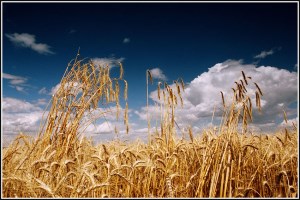 Ход уборки на 1 августа: намолочено 50,2 млн.т зерна