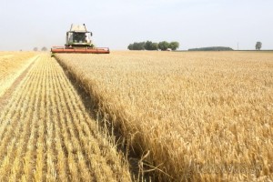Качество первых партий пшеницы в Ставропольском крае