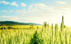 На Орловщине намолочено 3,3 млн тонн зерна
