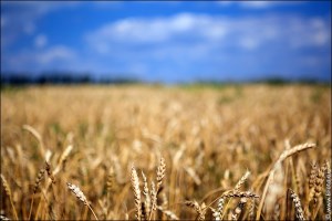 Экспорт пшеницы из России сократился на 34% после введения пошлины
