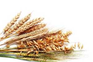Минсельхоз прогнозирует экспорт зерна в 30 млн тонн