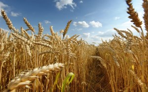 Минсельхоз: в 2017 году урожай зерна превысит 100 млн тонн