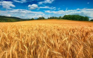 Дефицит предложений фуражной пшеницы в России обуславливает рост цен спроса