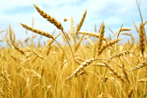 МСХ России пересмотрит закупочные цены на зерно, если начнет закуп