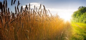 Минсельхоз РФ повысил прогноз экспорта зерна в текущем сельхозгоду