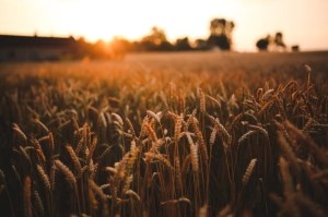 Индонезия может стать крупнейшим покупателем российской пшеницы
